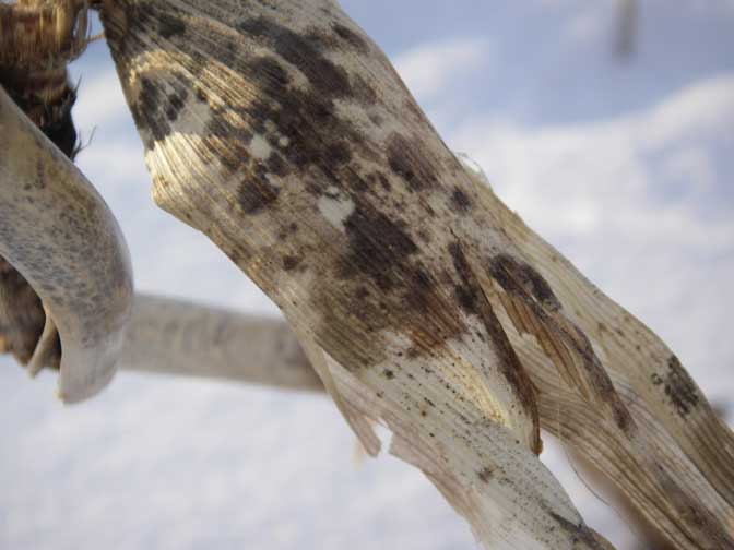 old corn in the snow