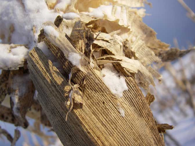 old corn in the snow