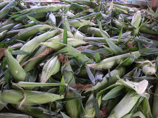 Corn