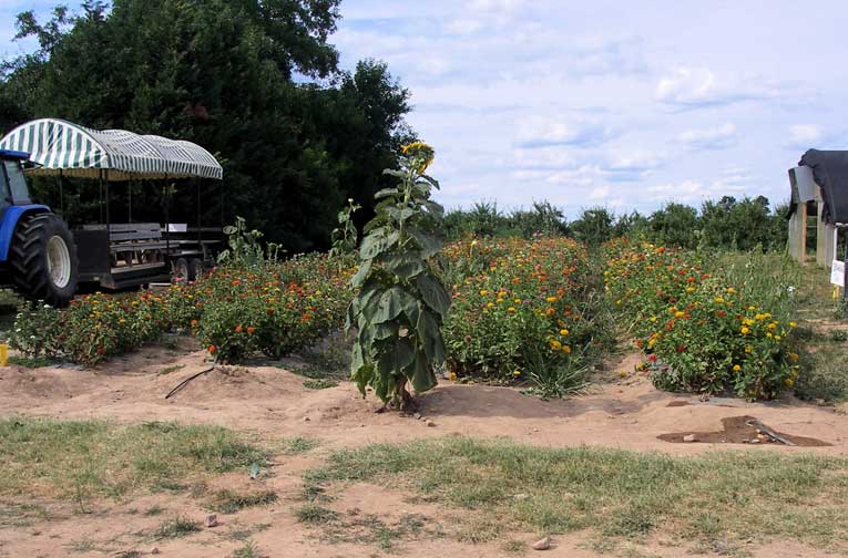 pyo flowers area