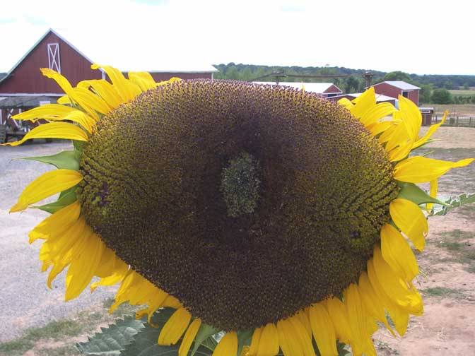 sunflower