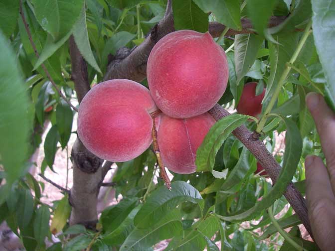 white peaches