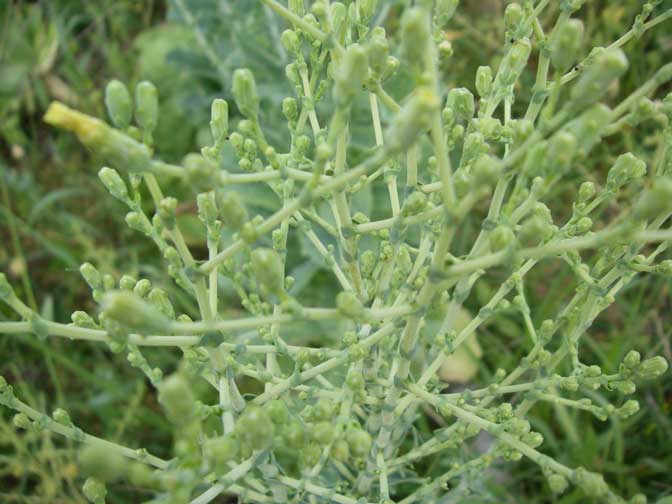 Lettuce gone to seed