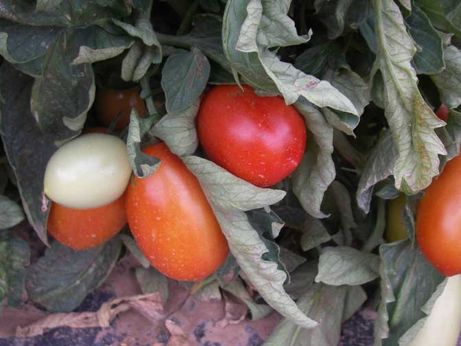 ripe tomatoes!