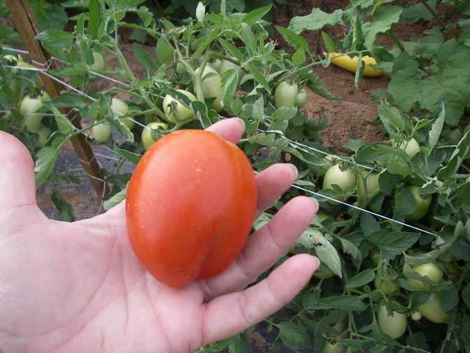 ripe tomatoes!