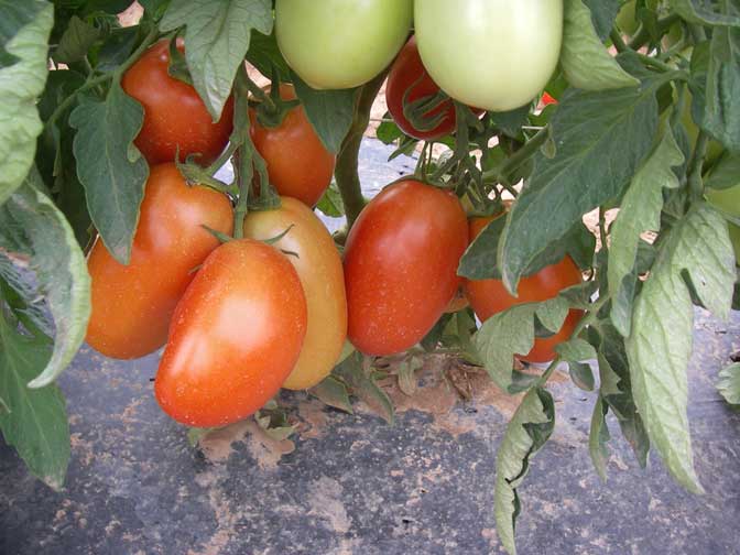 ripe tomatoes!