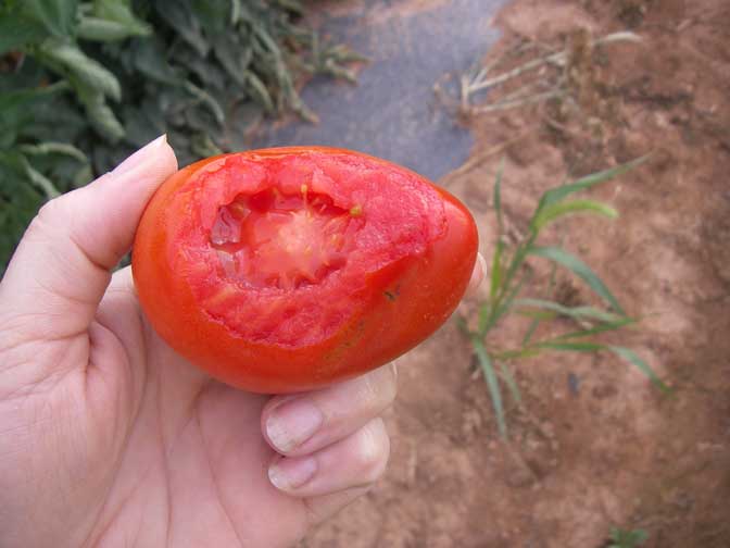 ripe tomatoes!