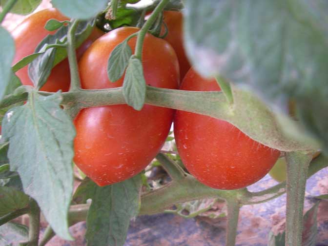 ripe tomatoes!