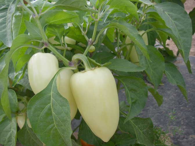 Yellow Peppers