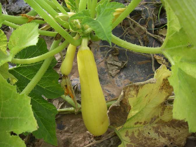 Yellow Squash