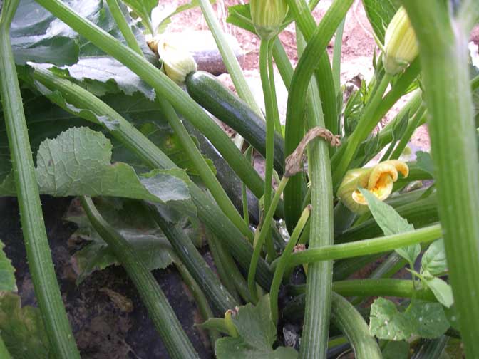 Zuchinni Squash