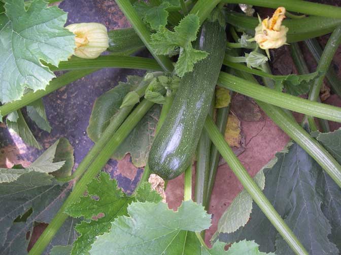 Zuchinni Squash