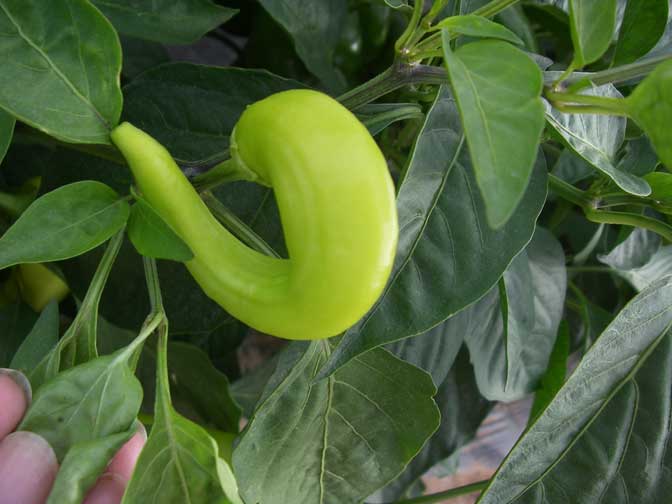 Curled pepper