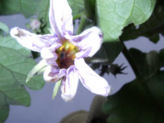 Eggplant blossom