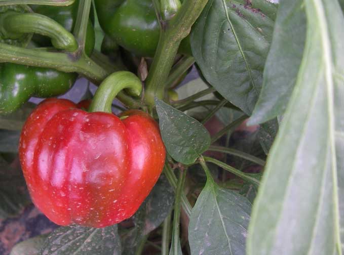Red Pepper