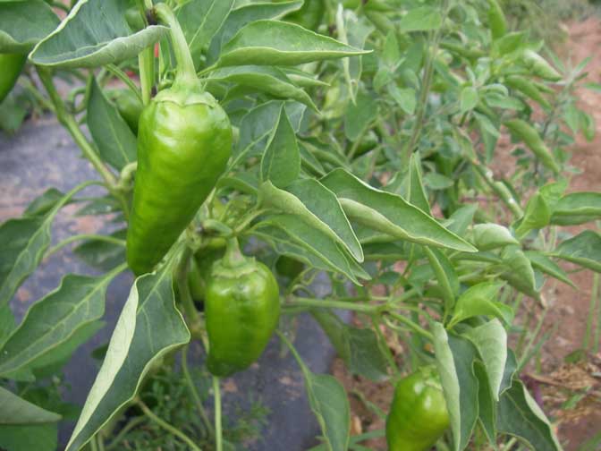 Green Pepper