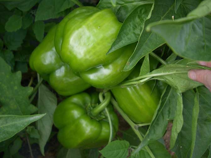 Green Bell Pepper