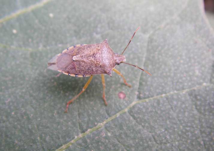 The Spined Soldier Bug