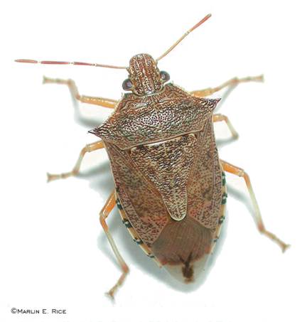 The Spined Soldier Bug