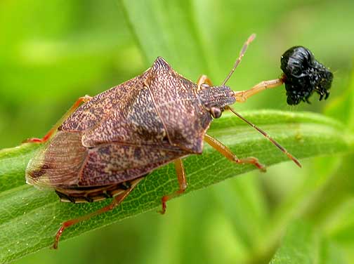 The Spined Soldier Bug