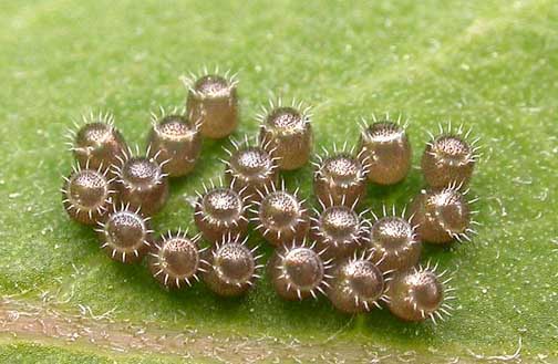 The Spined Soldier Bug -eggs