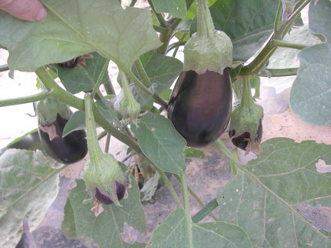 Eggplants