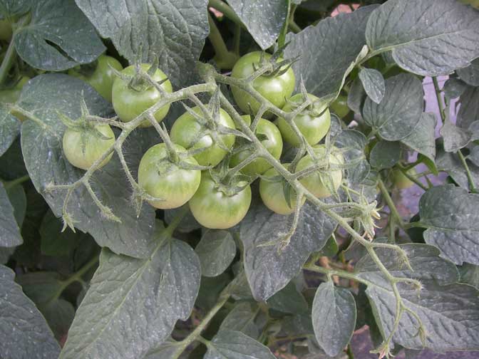 Cherry tomatoes