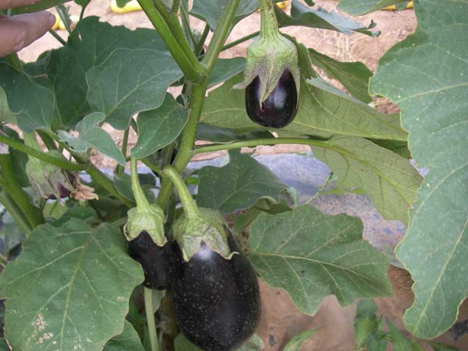 Eggplant