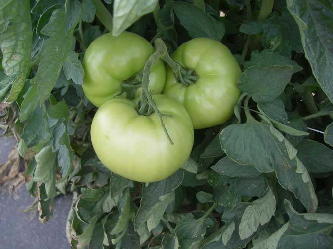 Tomatoes