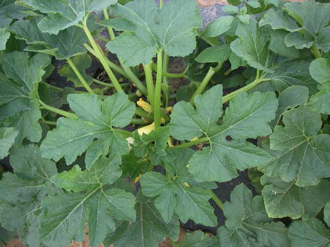 Yellow Squash