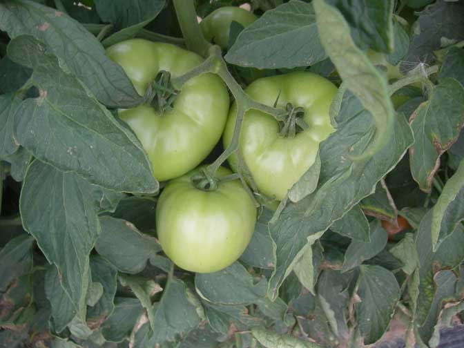 Green tomatoes