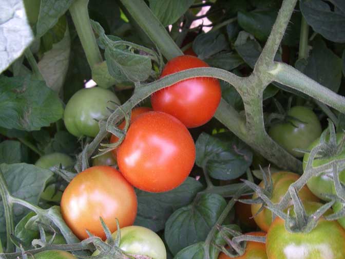 Ripe Cherry Tomatoes