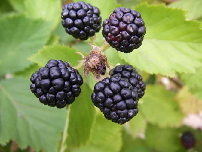 Blackberries