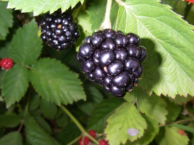 Blackberries