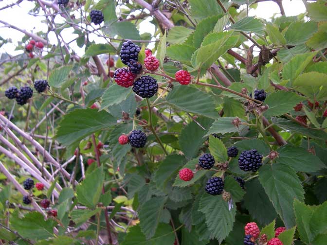 Blackberries