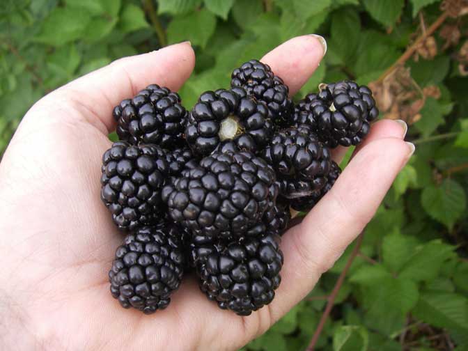 handful of Blackberries