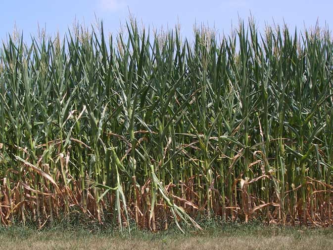 dry corn