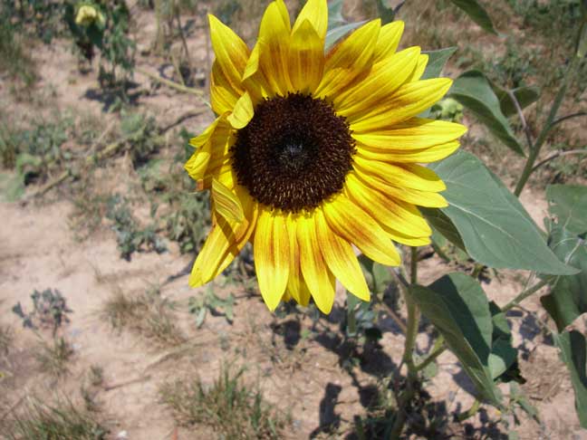 sunflower