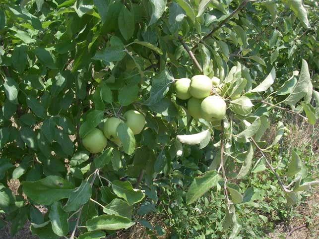 green apples