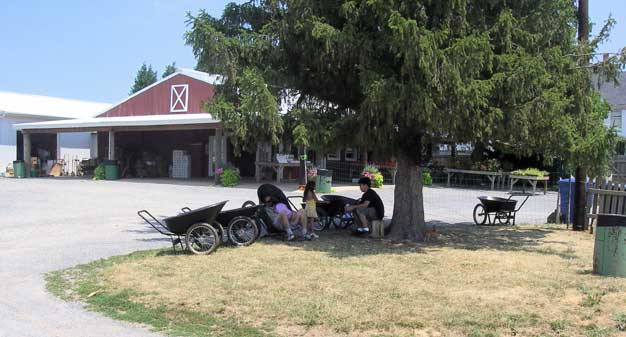 under tree