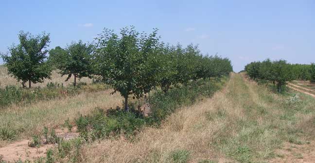 Cherry trees