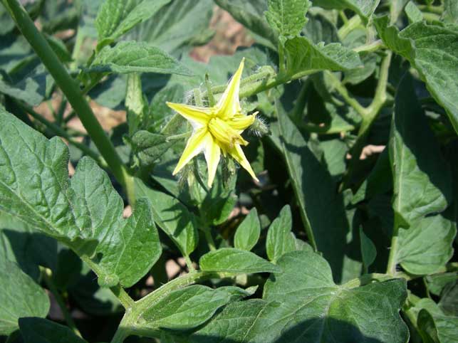 tomato blossom