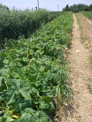 yellow squash