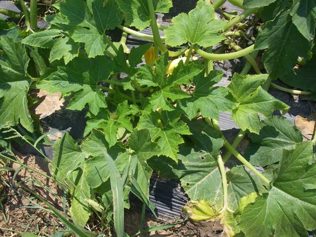 yellow squash