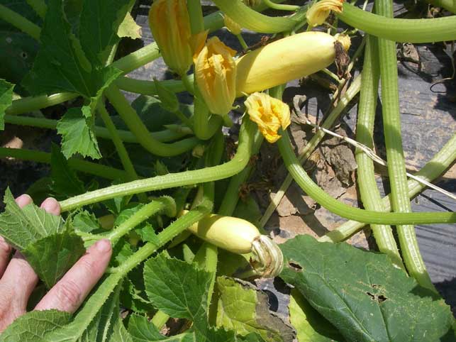 yellow squash