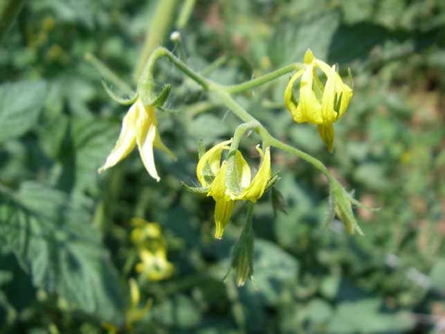 tomato blossons