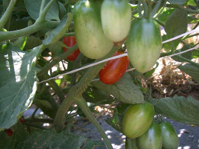 more tomatoes