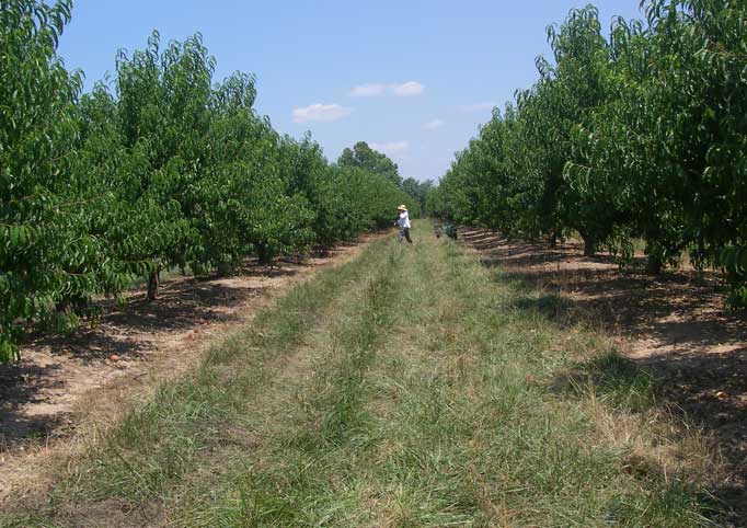 picking peaches