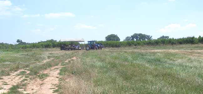 picking peaches