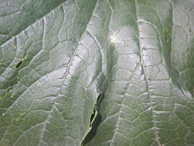 zucchini leaf - close up